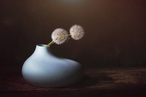 Warm breeze .Stilleven metuitgebloeide paardebloemen