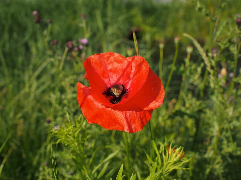 Soft Summer III par Alexander van der Linden