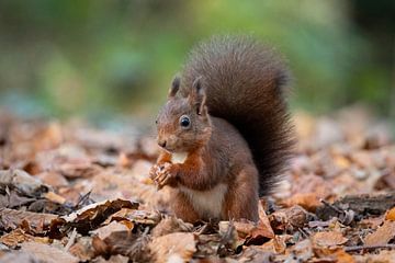 Kleine rode eekhoorn van Janny Beimers