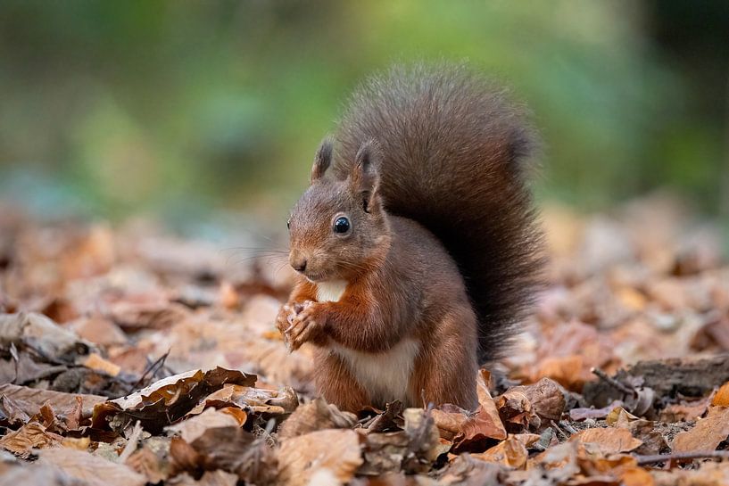 Little red squirrel by Janny Beimers