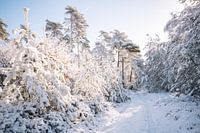 Betoverend Winters Tafereel – Sneeuw op de Sallandse Heuvelrug