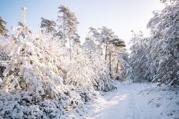 Enchanting Winter Scene - Snow on the Salland Ridge by Wandeldingen