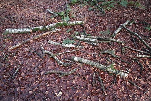 Wyldemerk von Jan Albada