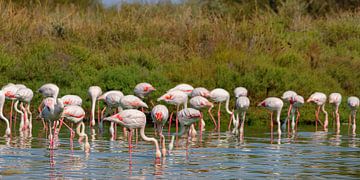 Pink flamingos (Phoenicopterus roseus)