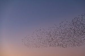 Murmure d'étourneaux et oiseaux volants dans le ciel au coucher du soleil sur Sjoerd van der Wal Photographie