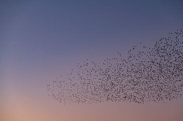 Spreeuwen zwerm met vliegende vogels in de lucht tijdens zonsondergang van Sjoerd van der Wal Fotografie