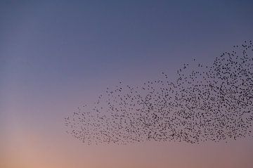 Murmure d'étourneaux et oiseaux volants dans le ciel au coucher du soleil sur Sjoerd van der Wal Photographie