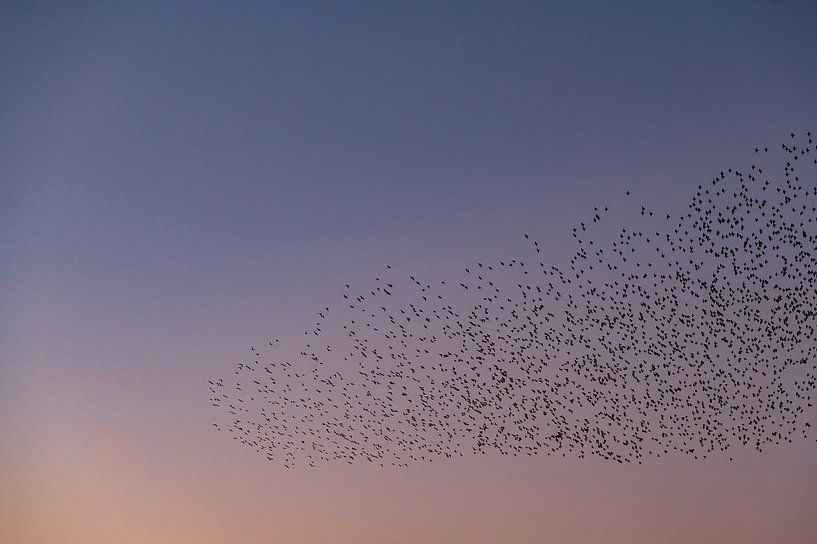 Spreeuwen zwerm met vliegende vogels in de lucht tijdens zonsondergang van Sjoerd van der Wal Fotografie