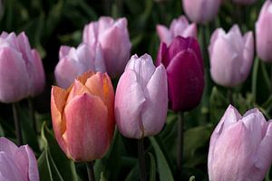 eine orangefarbene, rosa und violette Tulpe in einer Reihe