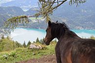 Paard met meer van Andrea Fuchs thumbnail