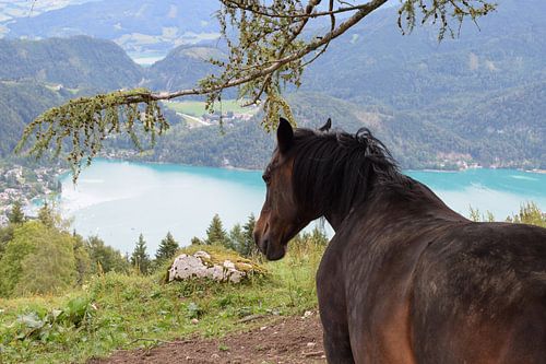 Horse with lake