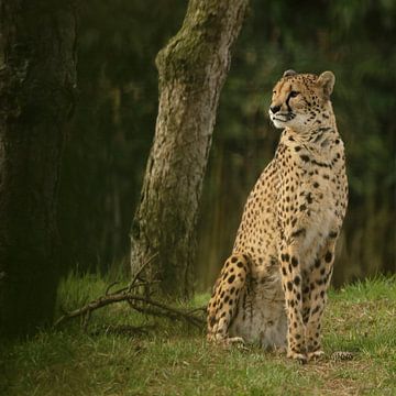 Sheeta by Frank Smedts