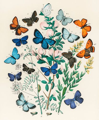 European Butterflies and Moths by William Forsell Kirby