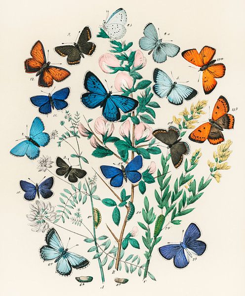 European Butterflies and Moths by William Forsell Kirby by Masterful Masters