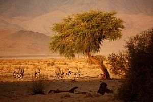 NAMIBIA ... when the sun goes down