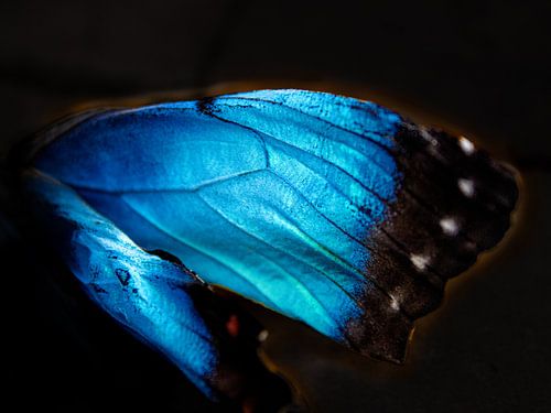 aile d'un papillon Morpho