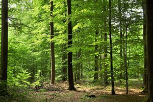 Forêt de hêtres ensoleillée
