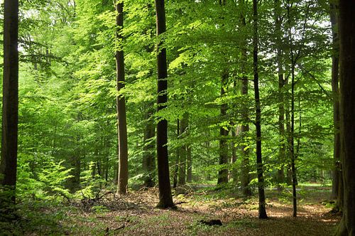 Buchenwald mit Sonnenschein