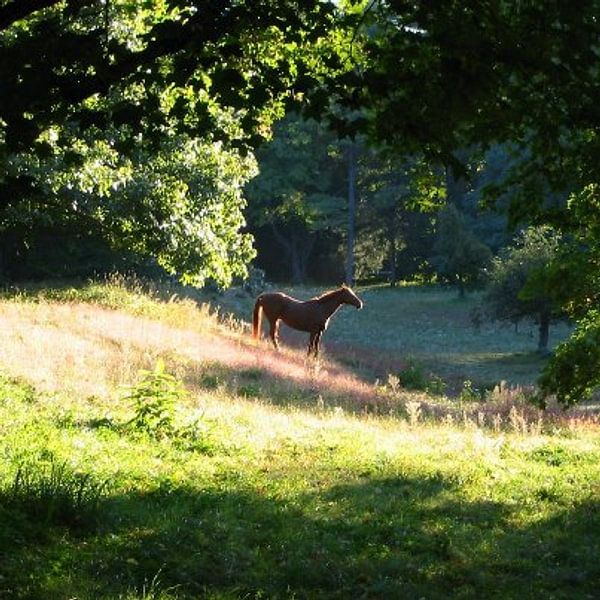 Lucky Shot von David Hofhuis
