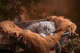 Ragdoll Herbst von Creations_by_brigitte