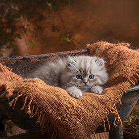 Ragdoll autumn by Creations_by_brigitte