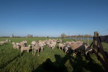 Lammetjes en schapen