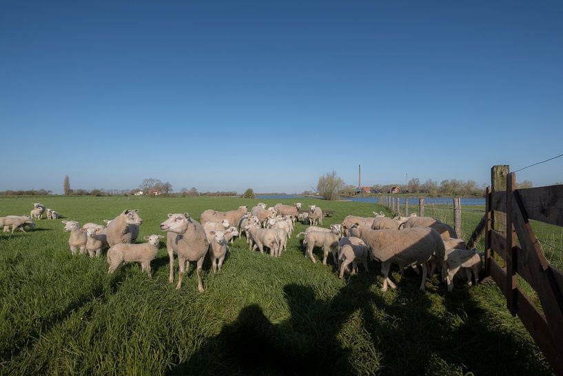 Lammetjes en schapen by Moetwil en van Dijk - Fotografie