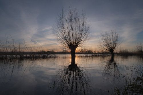 Knotwilgen, spiegelend in het water, in de overstroomde uiterwaarden