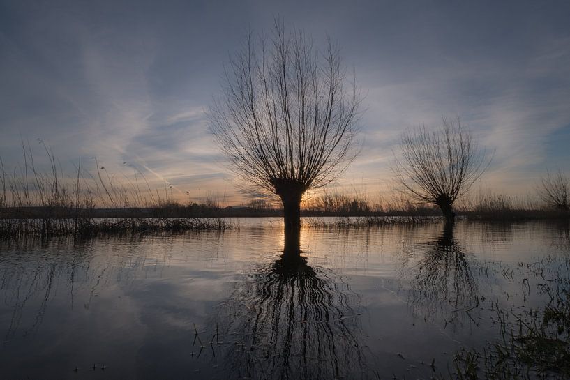 Knotwilgen, spiegelend in het water, in de overstroomde uiterwaarden van Moetwil en van Dijk - Fotografie