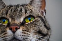 Close-up van een Cyperse Kat