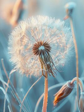 Löwenzahn | Pusteblume von Max Steinwald