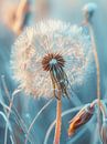 Dandelion by Max Steinwald thumbnail