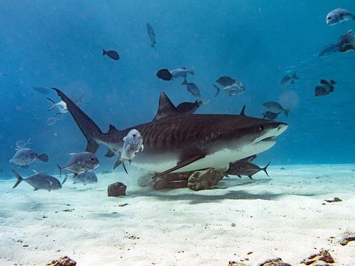 Requin tigre sur Ilan Ben Tov