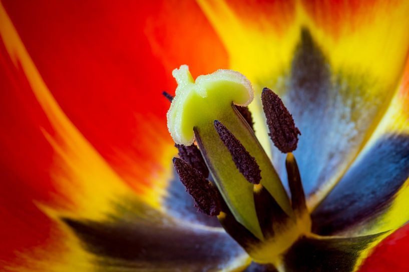 Macro opname van een tulp von Arjen Schippers