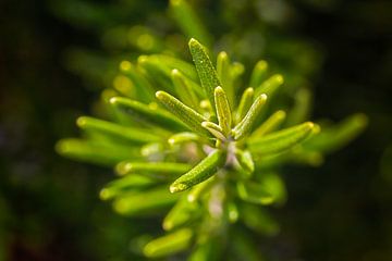 Rosmarin in der Sommersonne
