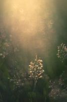Sun-days