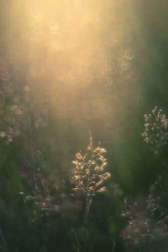 Sonntags von Lana Goris