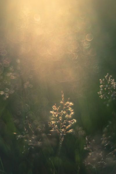 Sun-days by Lana Goris