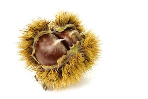 Châtaigne douce/Castanea sativa