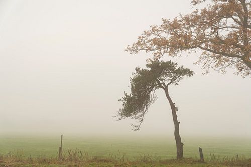 mistig landschap