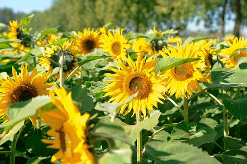 Zonnebloemen