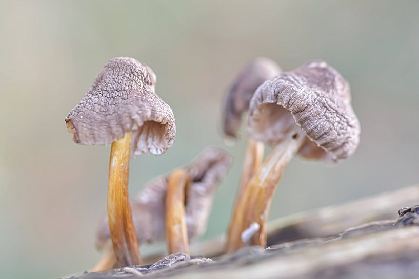 Champignons par Esther van Dijk