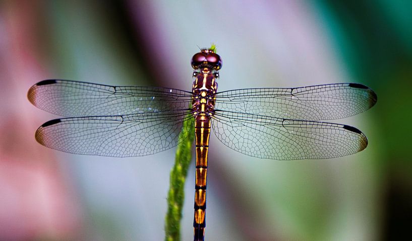 Libelle in schöner Farbgebung von Bianca ter Riet