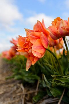 Oranje tulpen van Richard Guijt Photography