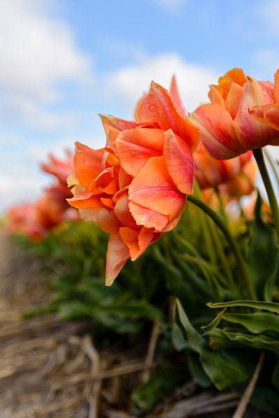 Orangefarbene Tulpen von Richard Guijt Photography