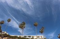 Blue sky palm tree by Shannen van den Tempel thumbnail