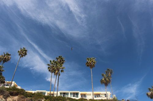 Blue sky palm tree