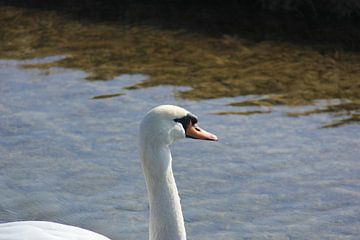 Swans Lake by Mandy Van den Ende