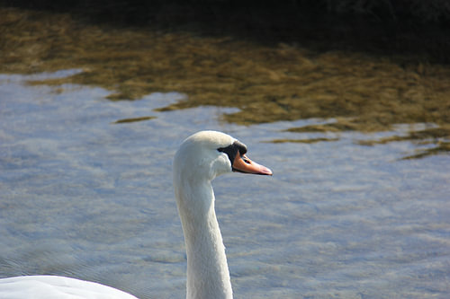 Zwanen meer