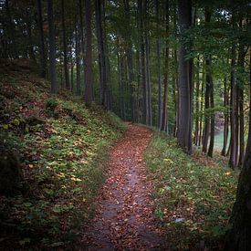 La piste forestière en automne sur Suzanne Schoepe